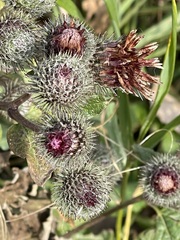 Arctium tomentosum