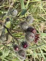 Arctium tomentosum