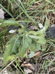 Cirsium arvense