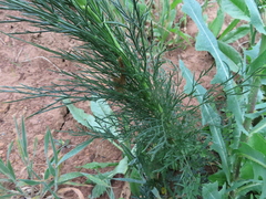 Glia prolifera