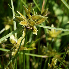 Cyperus flavescens