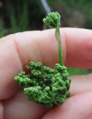 Glia prolifera