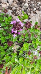 Thymus nummularius