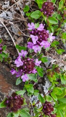 Thymus nummularius