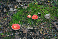 Russula