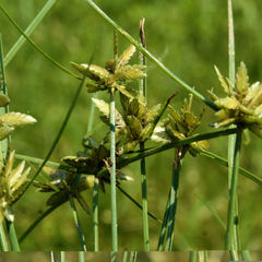 Cyperus flavescens