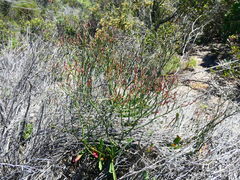 Limonium longifolium