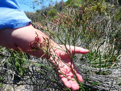 Limonium longifolium