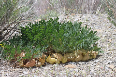 Astragalus megacarpus