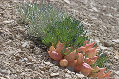 Astragalus megacarpus