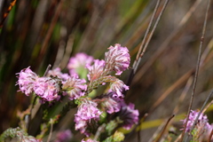 Erica barbigeroides