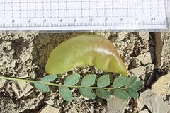 Astragalus megacarpus