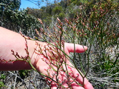 Limonium longifolium