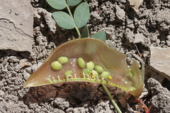 Astragalus megacarpus