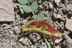 Astragalus megacarpus