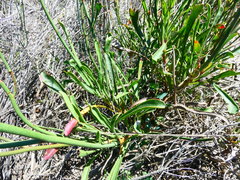 Limonium longifolium