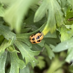 Harmonia axyridis