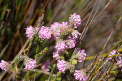 Erica barbigeroides