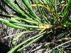 Limonium longifolium