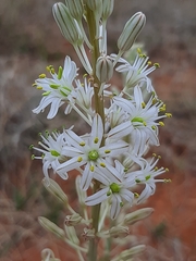 Drimia sanguinea
