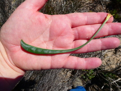 Limonium longifolium