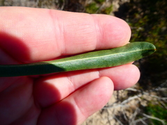 Limonium longifolium