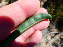 Limonium longifolium