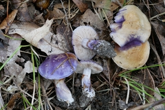 Cortinarius iodeoides