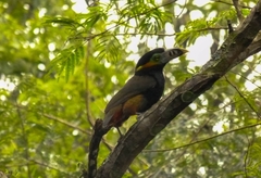 Selenidera maculirostris