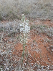 Drimia sanguinea