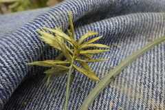 Cyperus flavescens