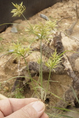 Cyperus flavescens