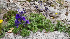 Delphinium caucasicum