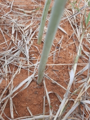 Drimia sanguinea