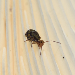 Ptenothrix maculosa