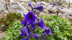 Delphinium caucasicum