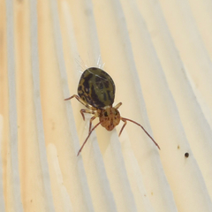 Ptenothrix maculosa