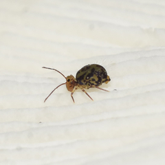 Ptenothrix maculosa