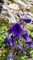 Delphinium caucasicum