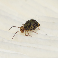 Ptenothrix maculosa