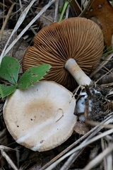 Cortinarius albomalus