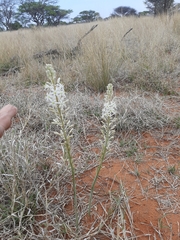 Drimia sanguinea
