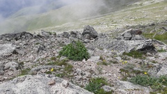 Delphinium caucasicum