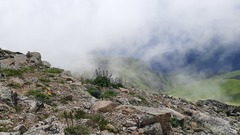 Delphinium caucasicum