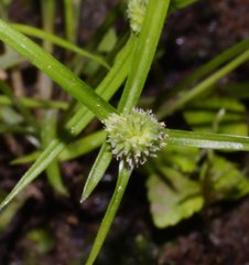 Cyperus hortensis