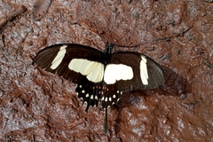 Heraclides torquatus