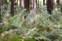 Pteris deflexa