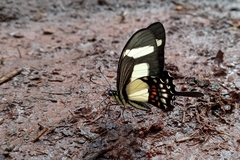 Heraclides torquatus