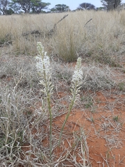 Drimia sanguinea
