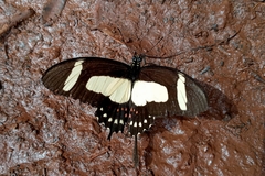 Heraclides torquatus